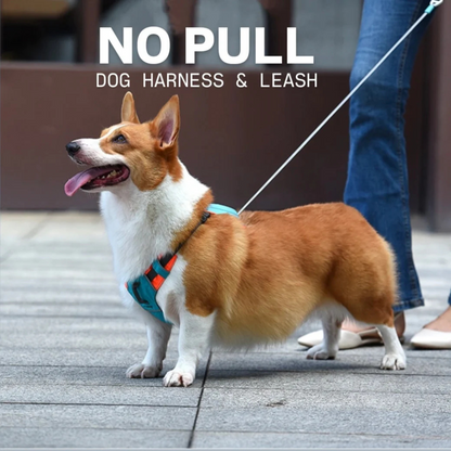 EasyLink™ - All in one leash & harness