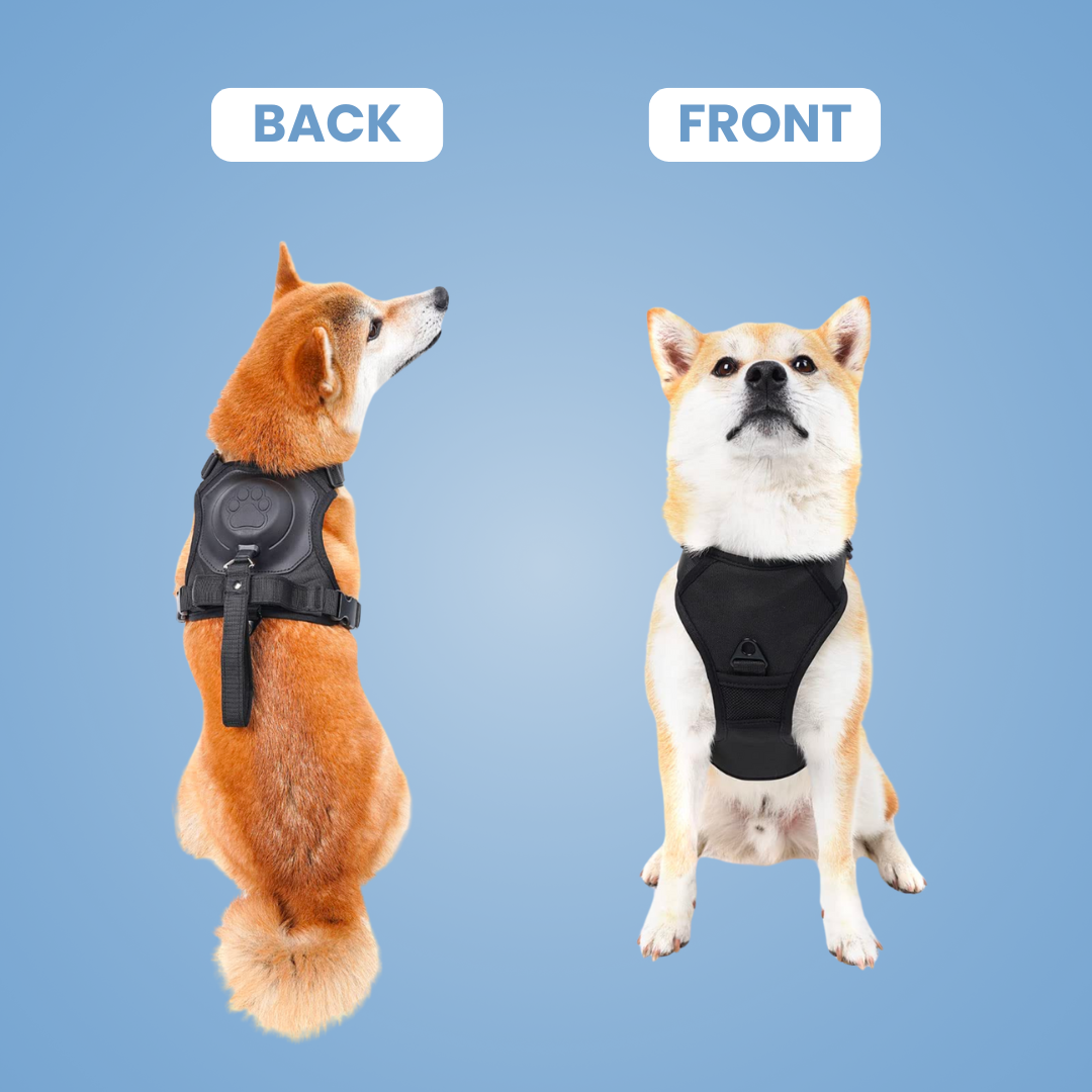 EasyLink™ - All in one leash & harness