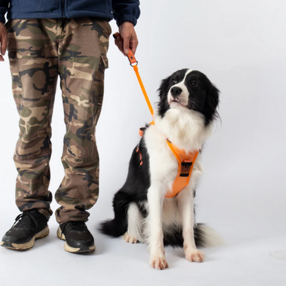 EasyLink™ - All in one leash & harness