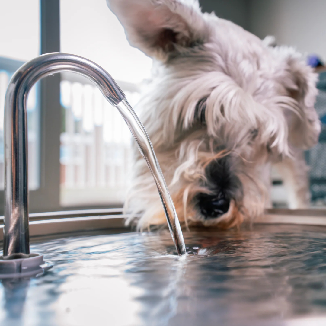 PupFlow™ - The Antibacterial Water Fountain with Filtration