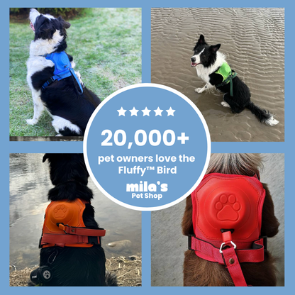 EasyLink™ - All in one leash & harness