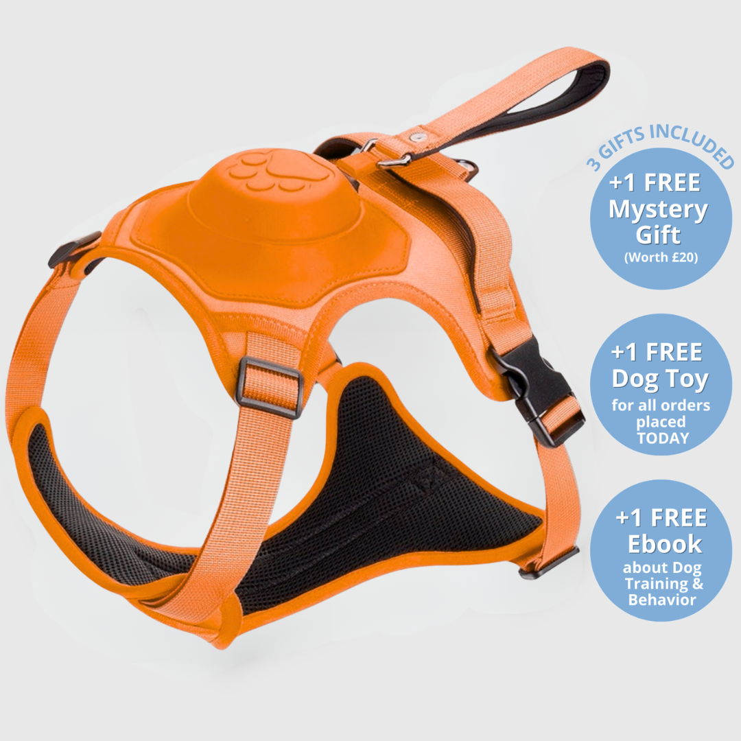 EasyLink™ - All in one leash & harness