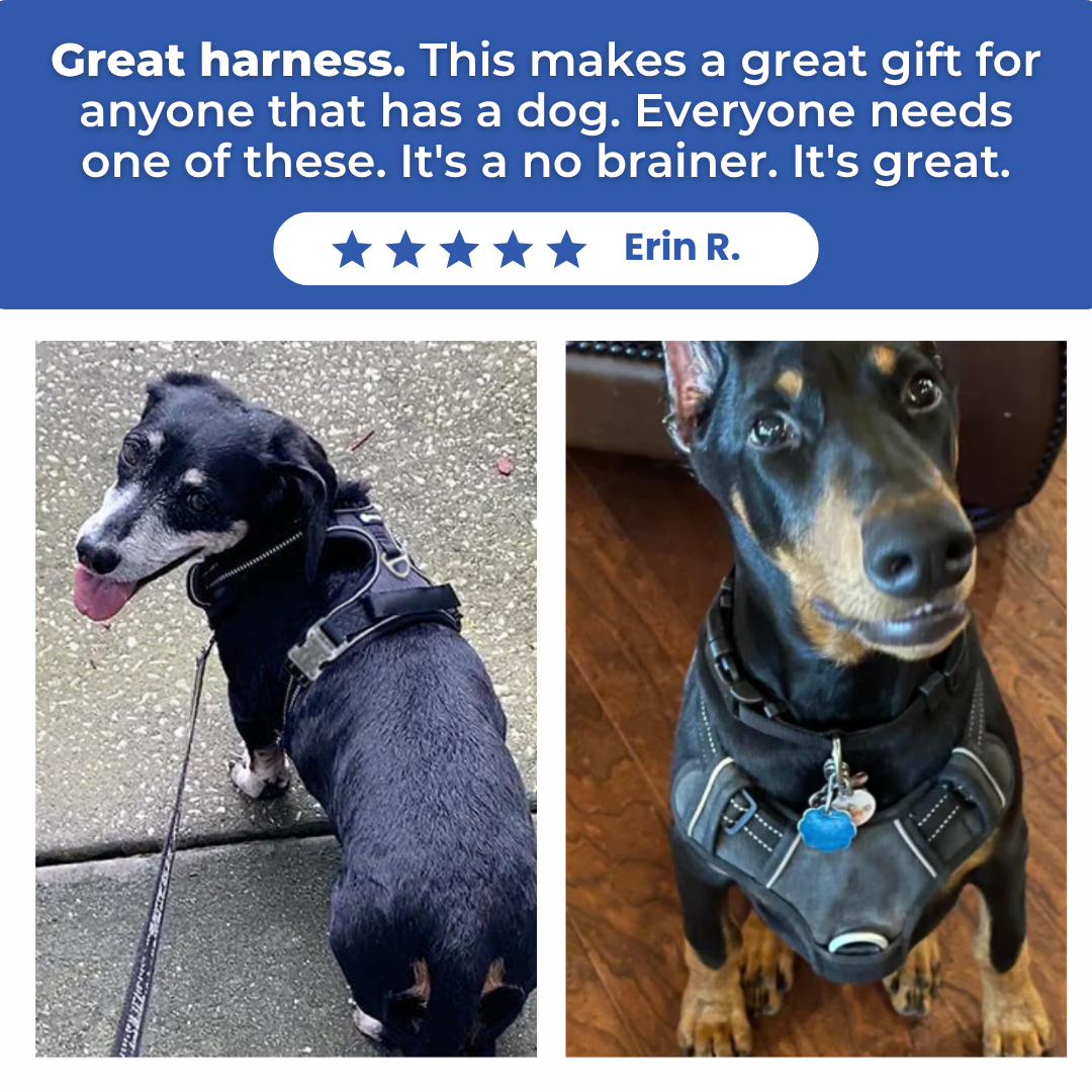 EasyWalk No Pull Dog Harness