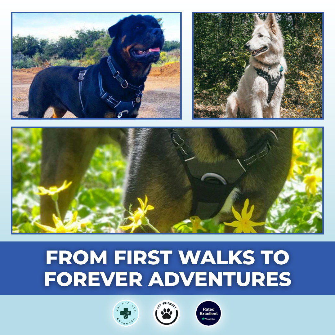 EasyWalk No Pull Dog Harness