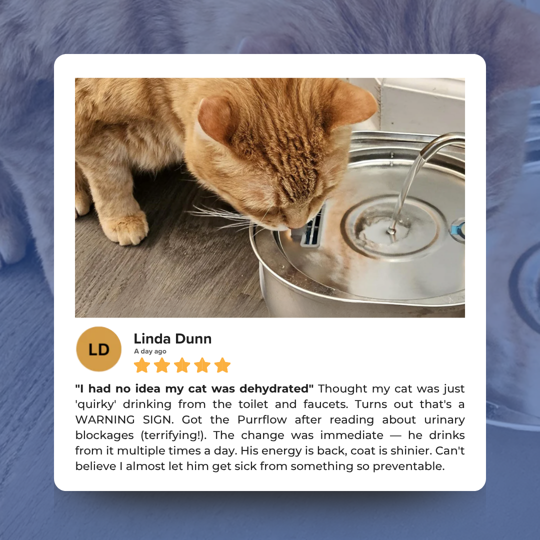 Protect your cat from dehydration and urinary emergencies with PurrFlow