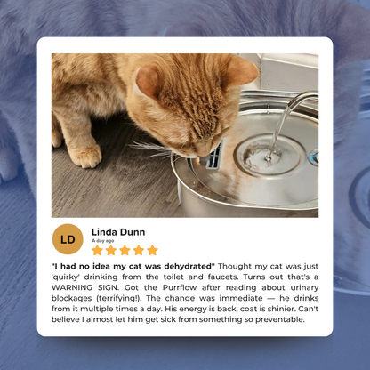 Protect your cat from dehydration and urinary emergencies with PurrFlow