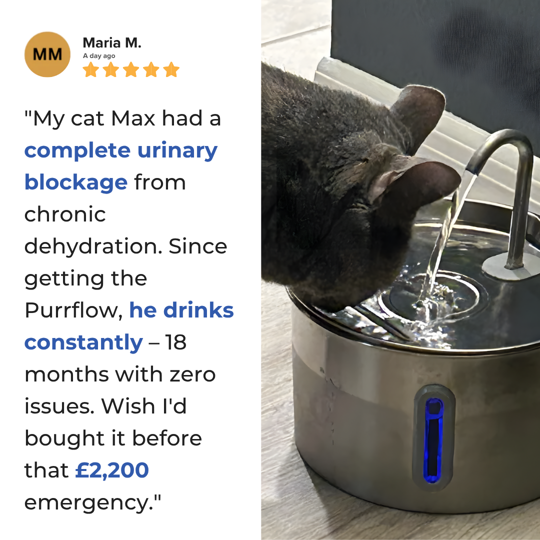 Protect your cat from dehydration and urinary emergencies with PurrFlow